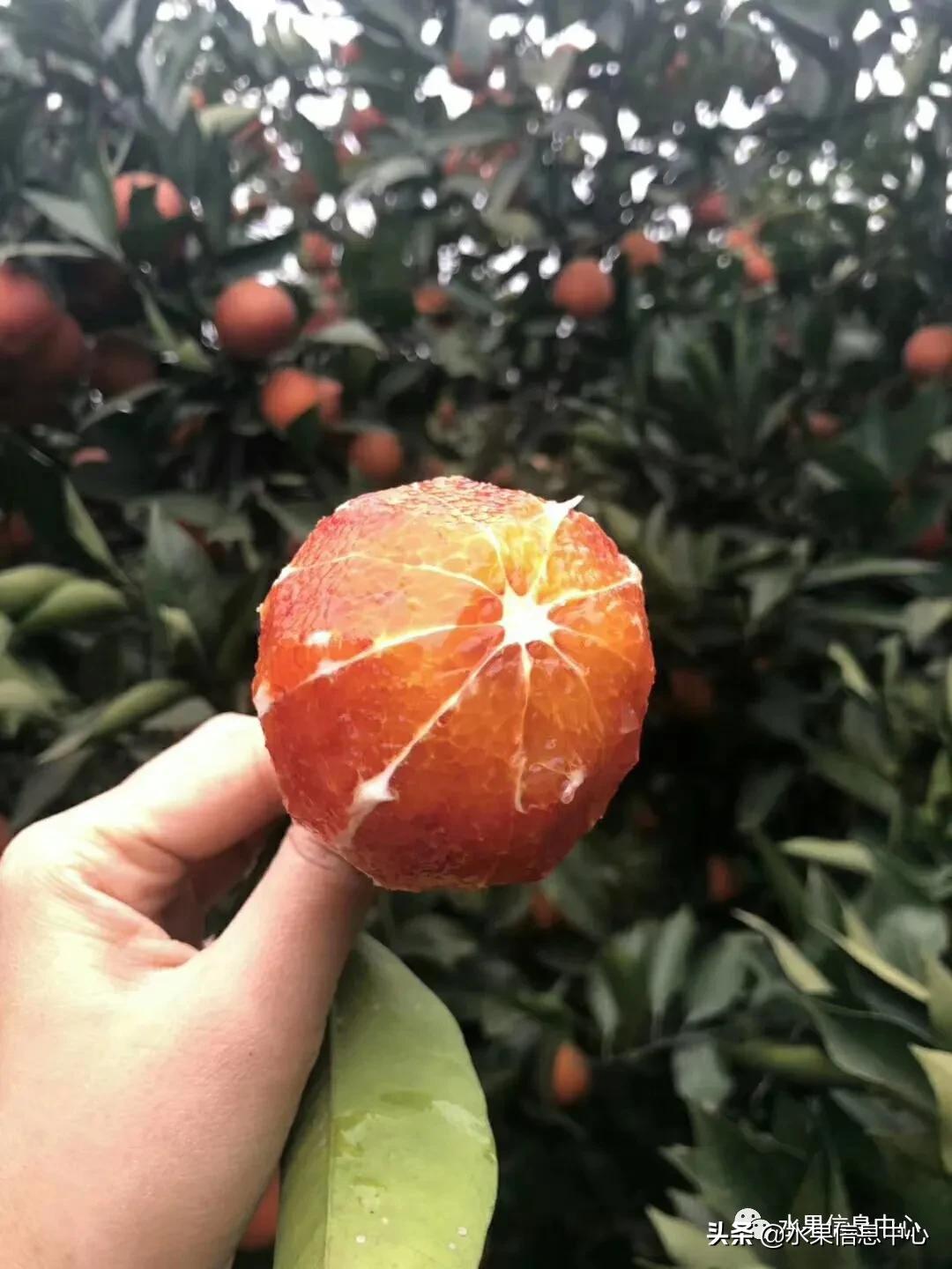 最好的橙子产地在哪里,中国橙子产地排名