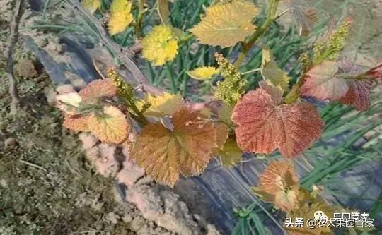 高温干旱对葡萄造成的病害,葡萄毛毡病怎么补救