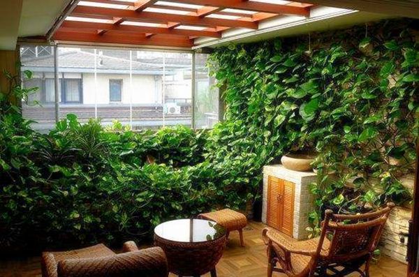 绿萝怎么养好爬满100个墙壁,绿萝怎么分盆养才能爆盆和爬满墙