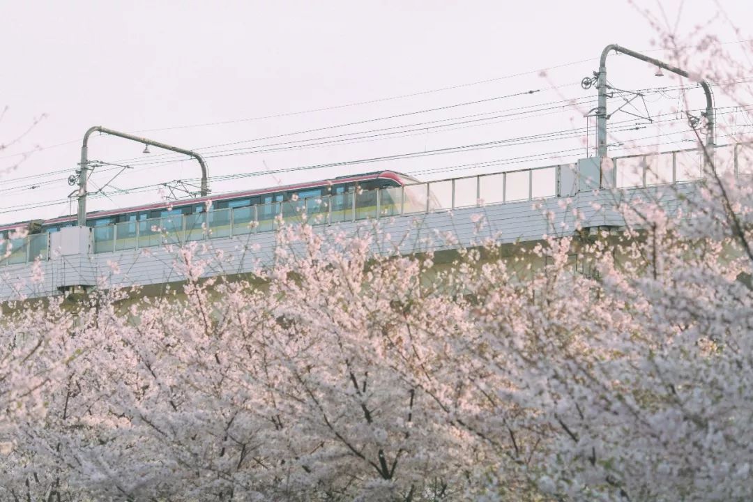 小众赏樱胜地,魔都赏樱旅游攻略