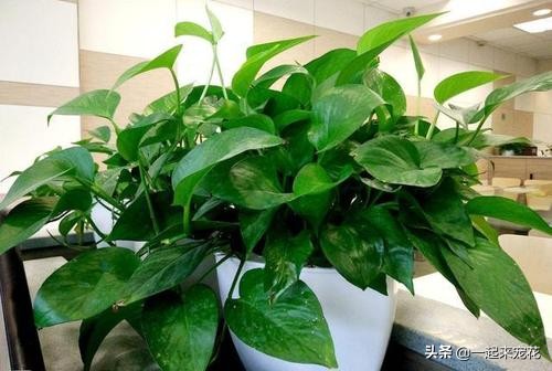 绿萝是个老酒鬼,一周喝一碗,新叶呼呼长,黄叶绿回来