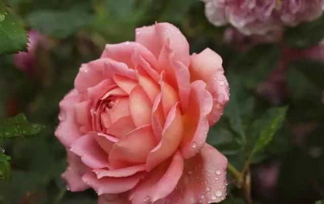 每天学习一点点花卉,100种常见玫瑰品种