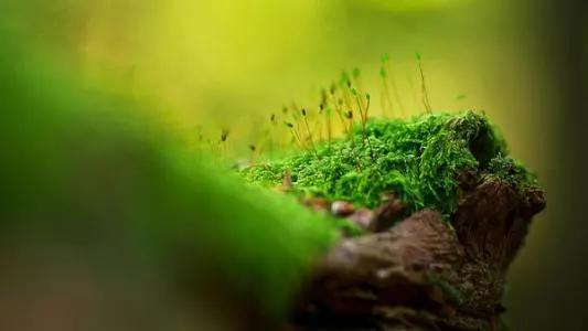 庭院植物搭配效果图,中式庭院景观植物搭配