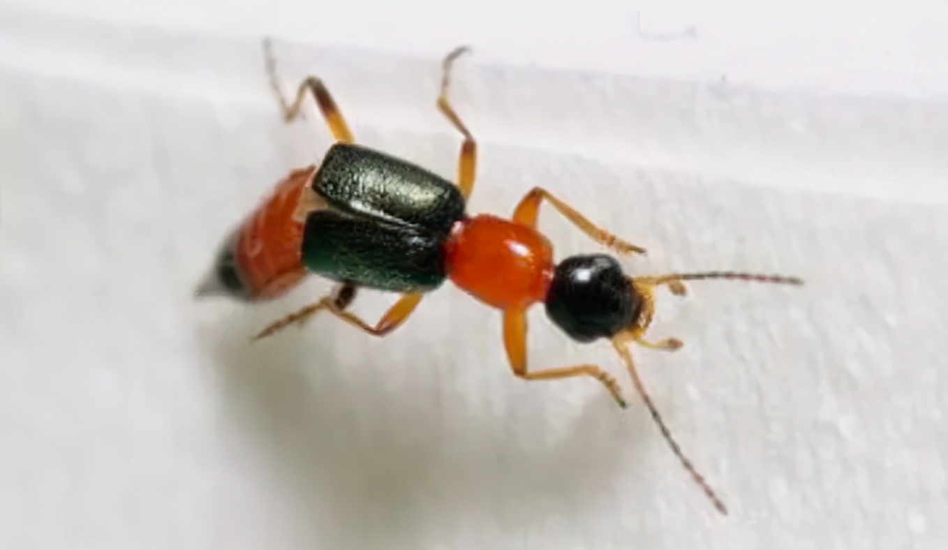 小女孩被蜱虫咬了险丧命,孩子被毒虫咬了怎么办