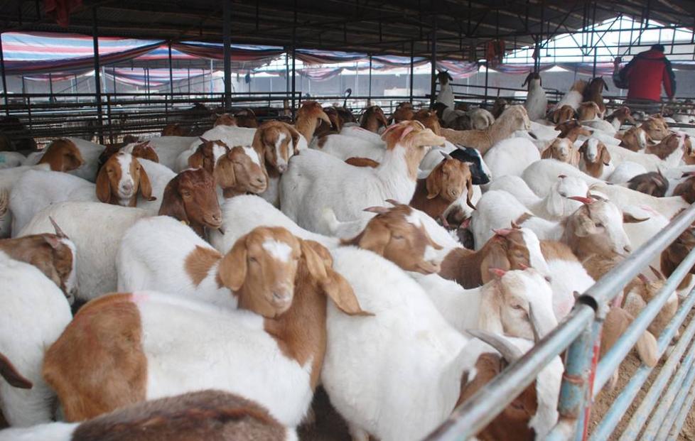 肉羊养殖与疫病防治图谱,养羊场羊病防治