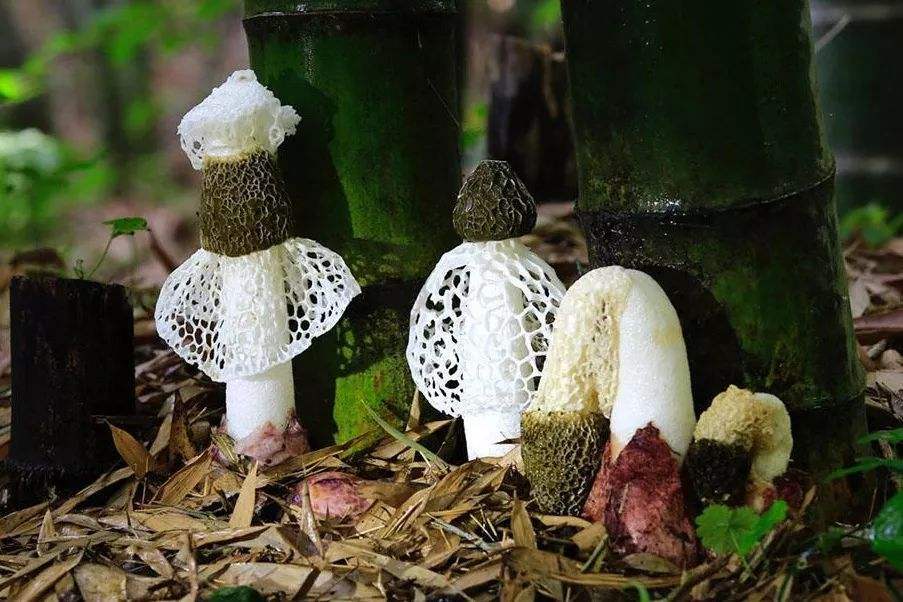 竹荪增收技术,竹荪林下种植技术视频