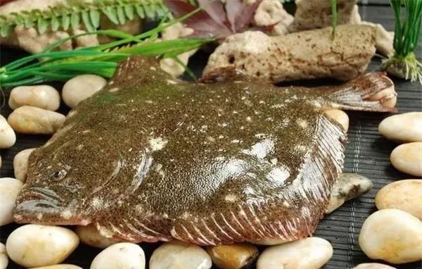 大菱鲆鱼养殖优缺点,大菱鲆处理方法