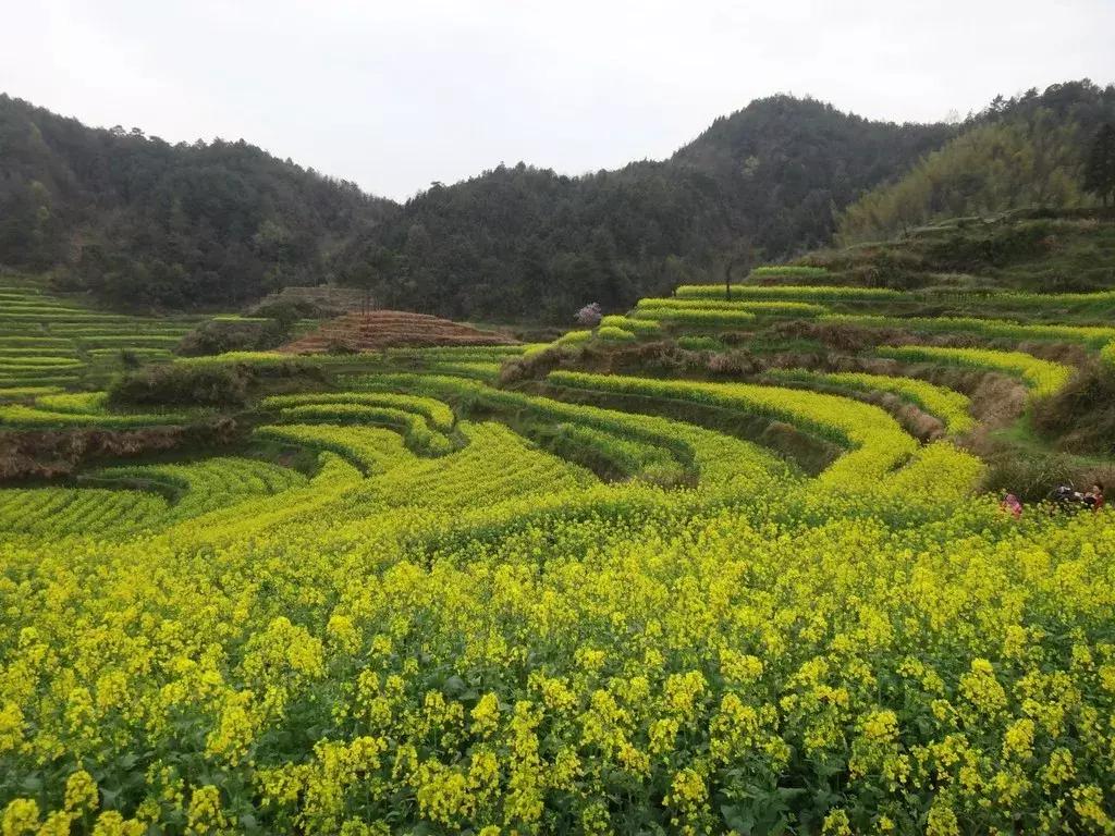 安徽春天去哪看花,安徽春天赏花攻略景点推荐