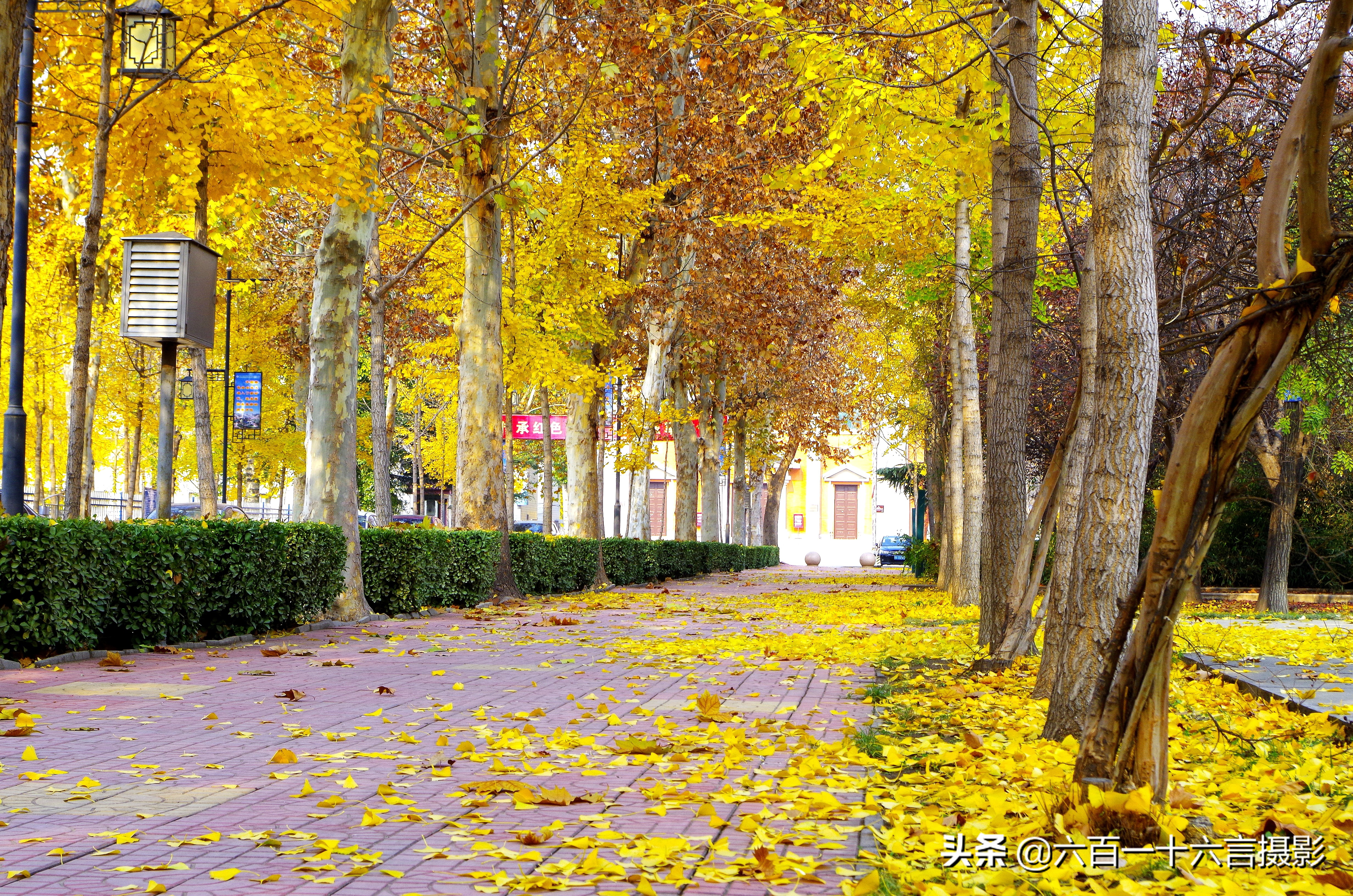 银杏哪里看最美附近,今年最后的银杏树
