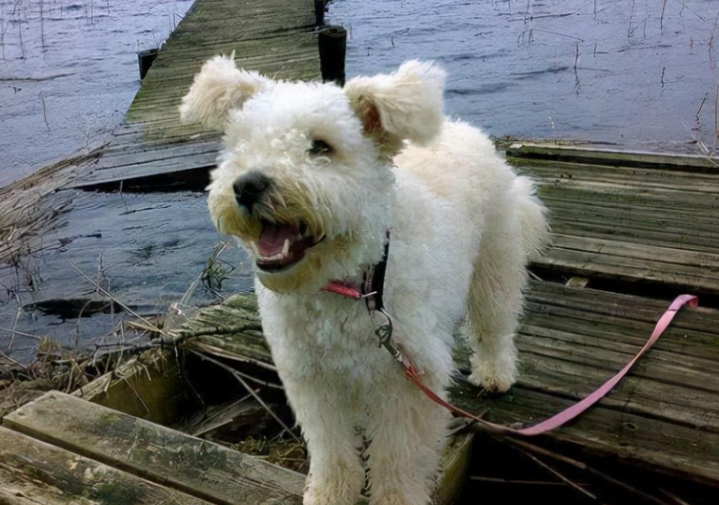 冷门好养的狗,十大被公认最好看的狗狗