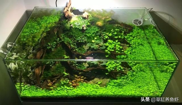 草缸新手入门需要准备什么设备,玩草缸怎么玩