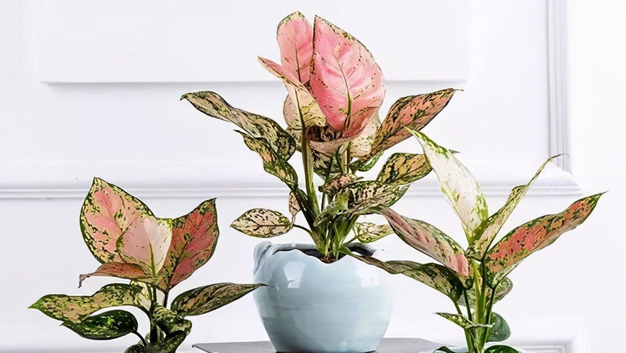 办公室室内盆栽品种有哪些,办公室寓意最好的十大盆栽