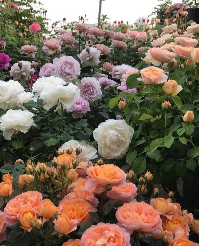 商贩把切菠萝皮放在哪卖,小贩削菠萝的方法