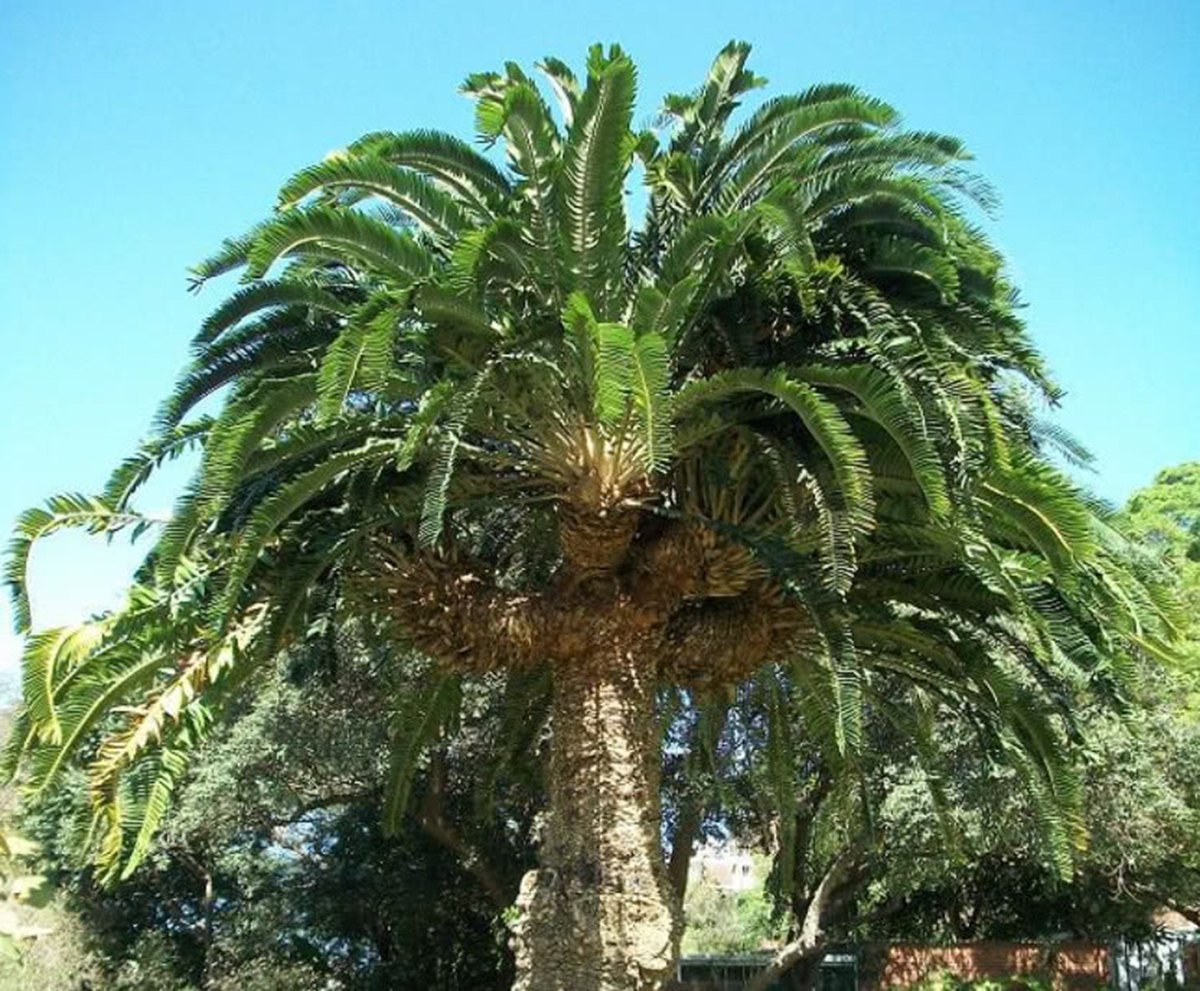 伍德苏铁：寻妻百年的铁树鳏夫，全球仅一棵，克隆的树苗价值15万