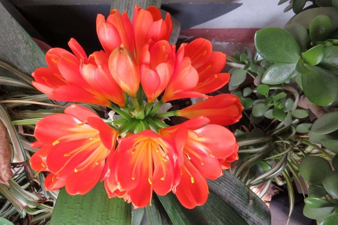 冬天君子兰的养殖方法和注意事项,君子兰夏天放室内冬天还会开花吗