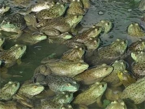 牛蛙养殖的好处,2022年牛蛙养殖业