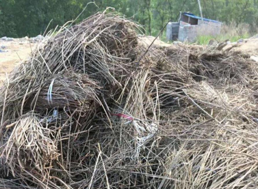 假艾条,劣质艾条