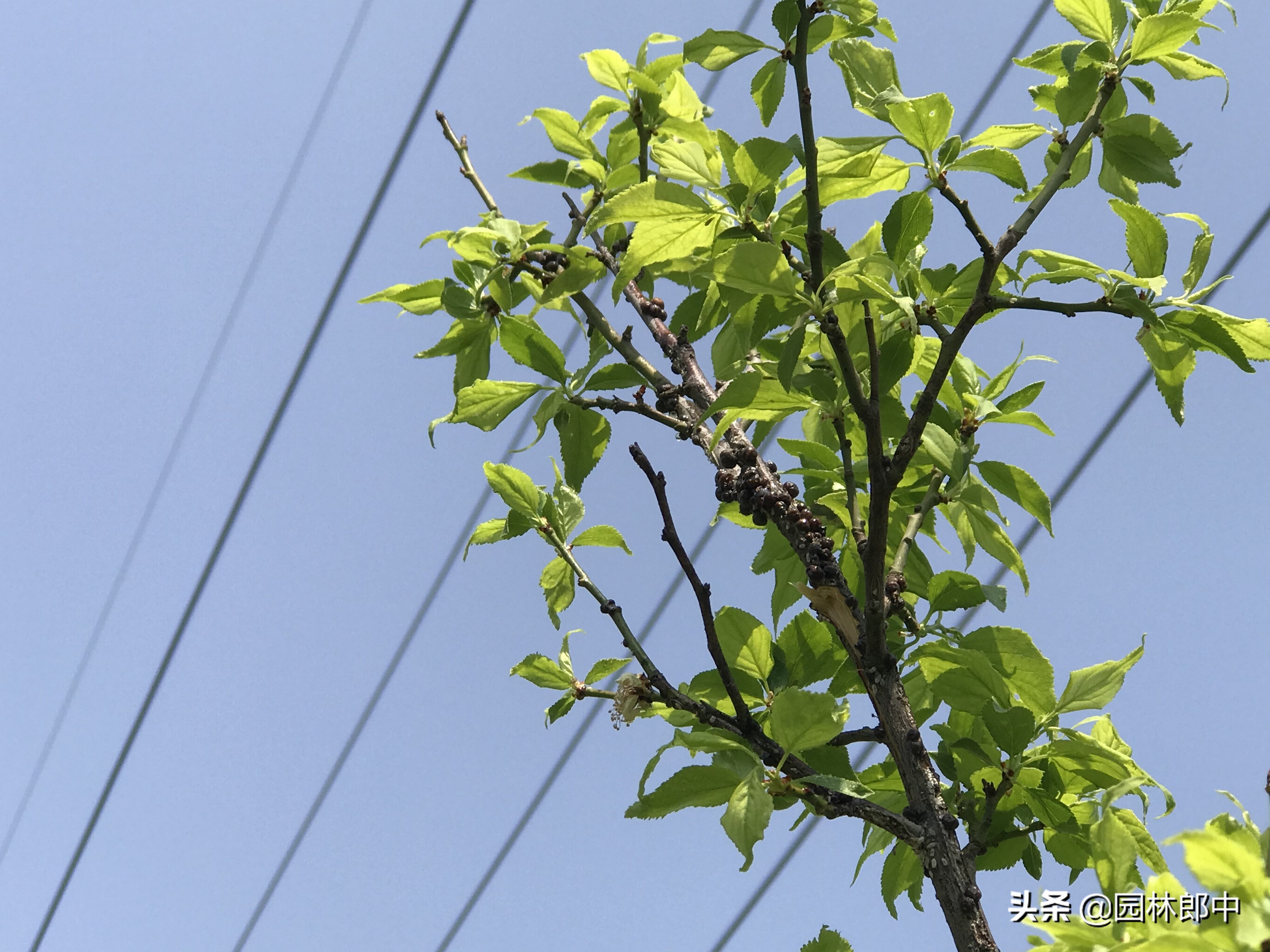 九里香枝干上有蚧壳虫图片,生了蚧壳虫需要把枝干剪掉吗