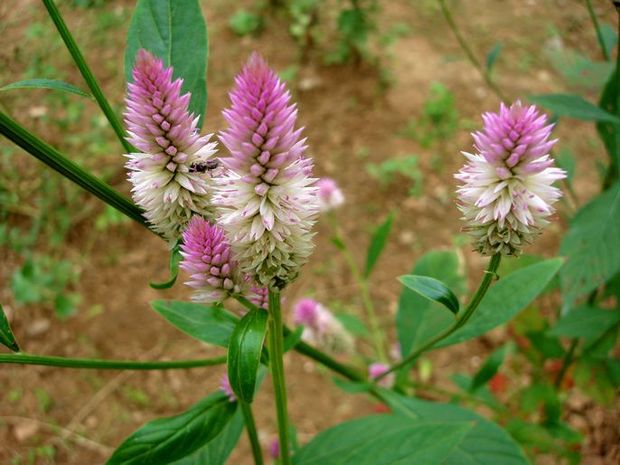 青葙子功能主治,黄连薄荷青葙子