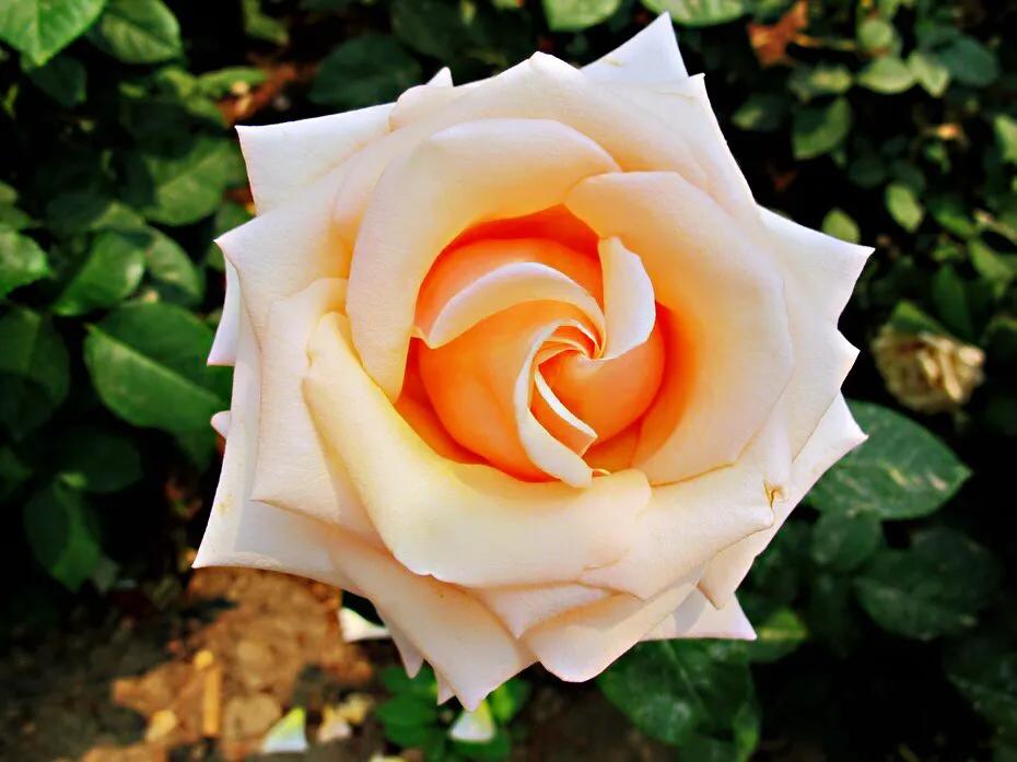 和平月季的价格,和平月季优缺点