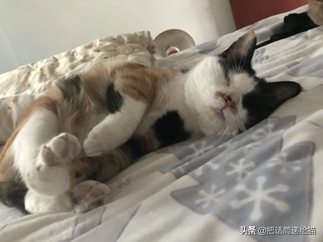 一只猫被另一只打,一只猫被两个人打