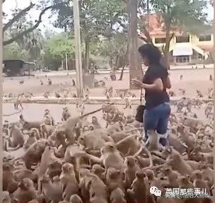 泰国疫情猴子,泰国猴子抗击疫情视频