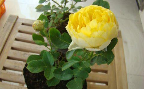 月季玫瑰蔷薇芍药牡丹的区别,玫瑰是月季和蔷薇的杂交