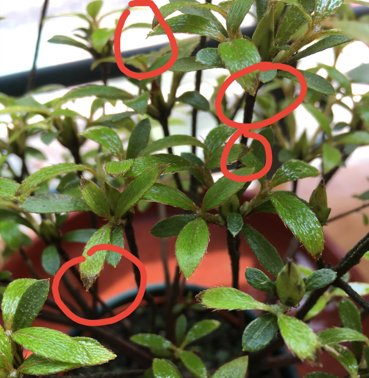 杜鹃花叶片发黑防治,杜鹃花叶尖发黑怎么处理