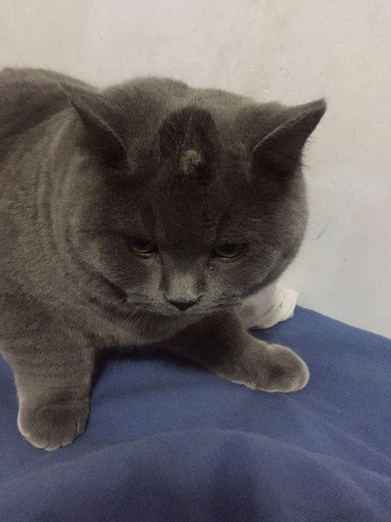 猫咪如果得了猫藓该怎么办,猫咪得了猫癣不让抹药怎么办