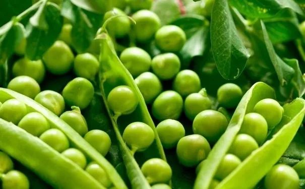 蔬菜发芽还能吃吗,蔬菜发芽了还能买吗