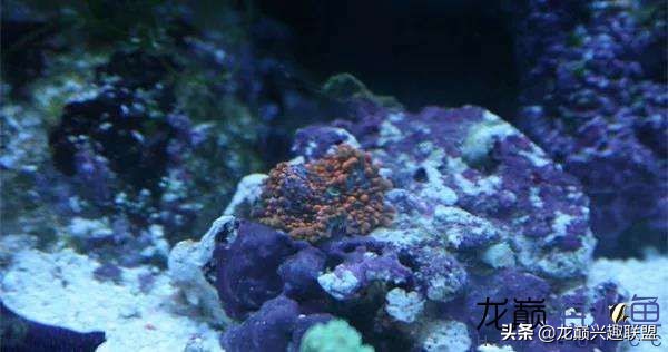 看完别笑,都陪我哭!新人下海开缸的血泪史