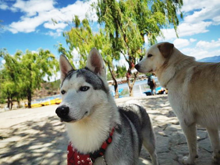 哈士奇到底能不能训练,不听话的哈士奇应该怎么训