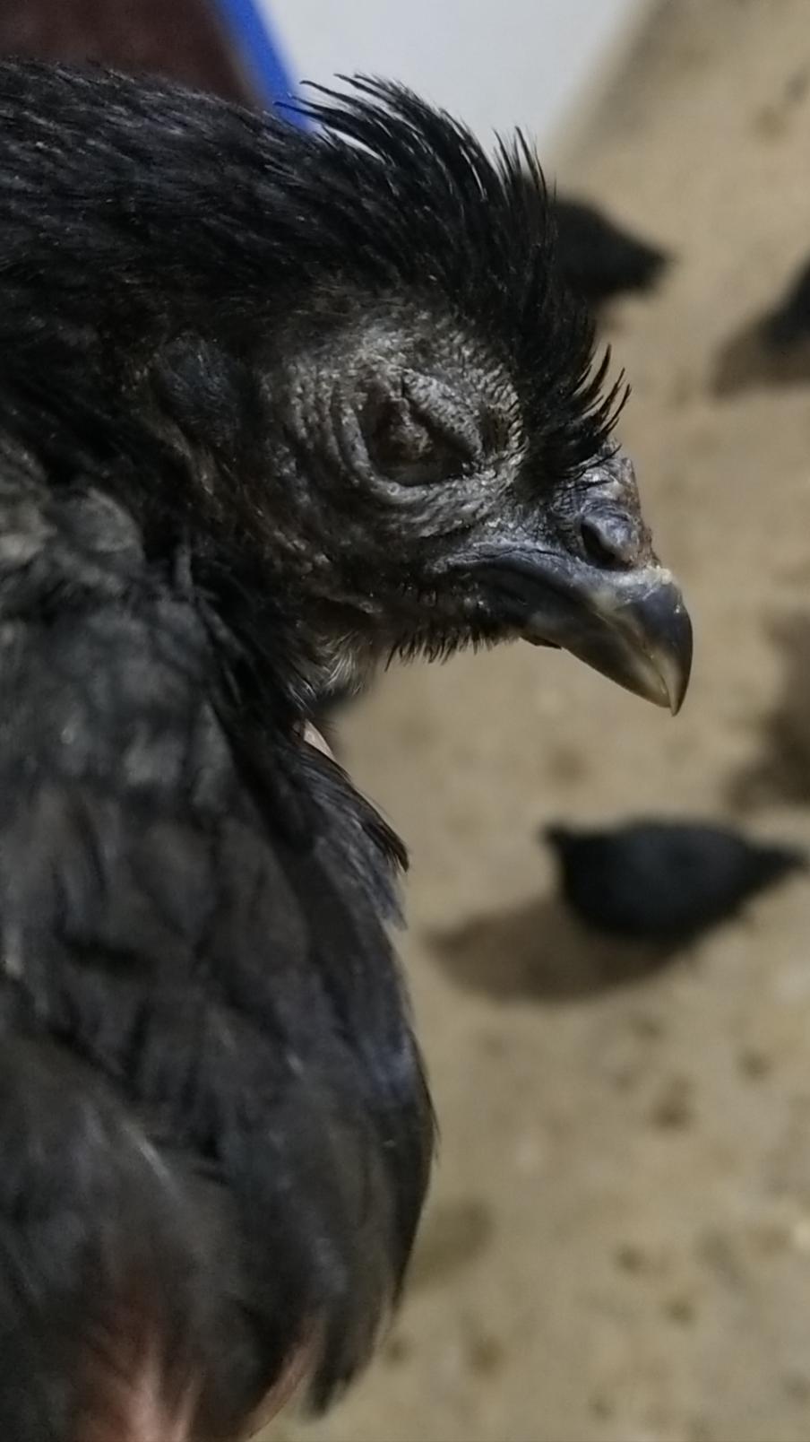 鸡的头肿眼肿怎么治疗,鸡的头肿得了什么病