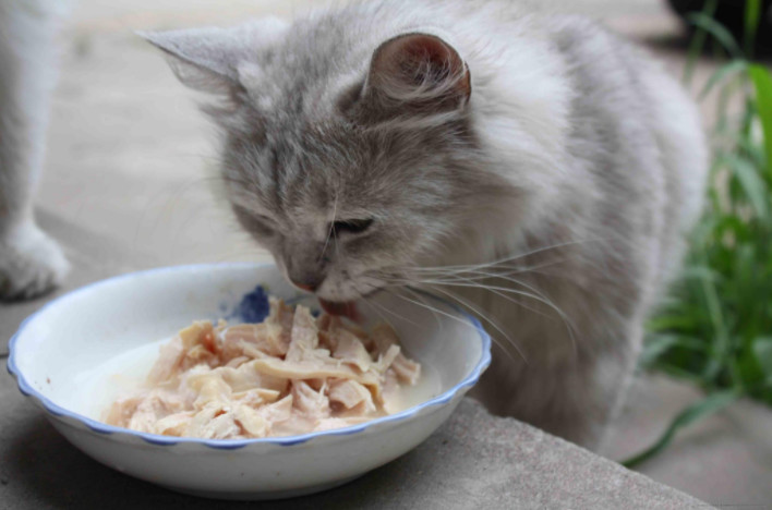 猫咪没病就挑食强行喂,猫咪该怎么喂食更健康