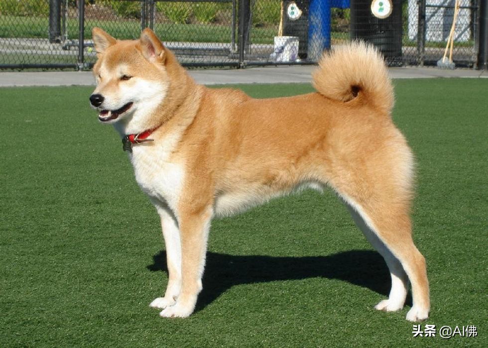 最古老的十大犬种,犬种历史的起源