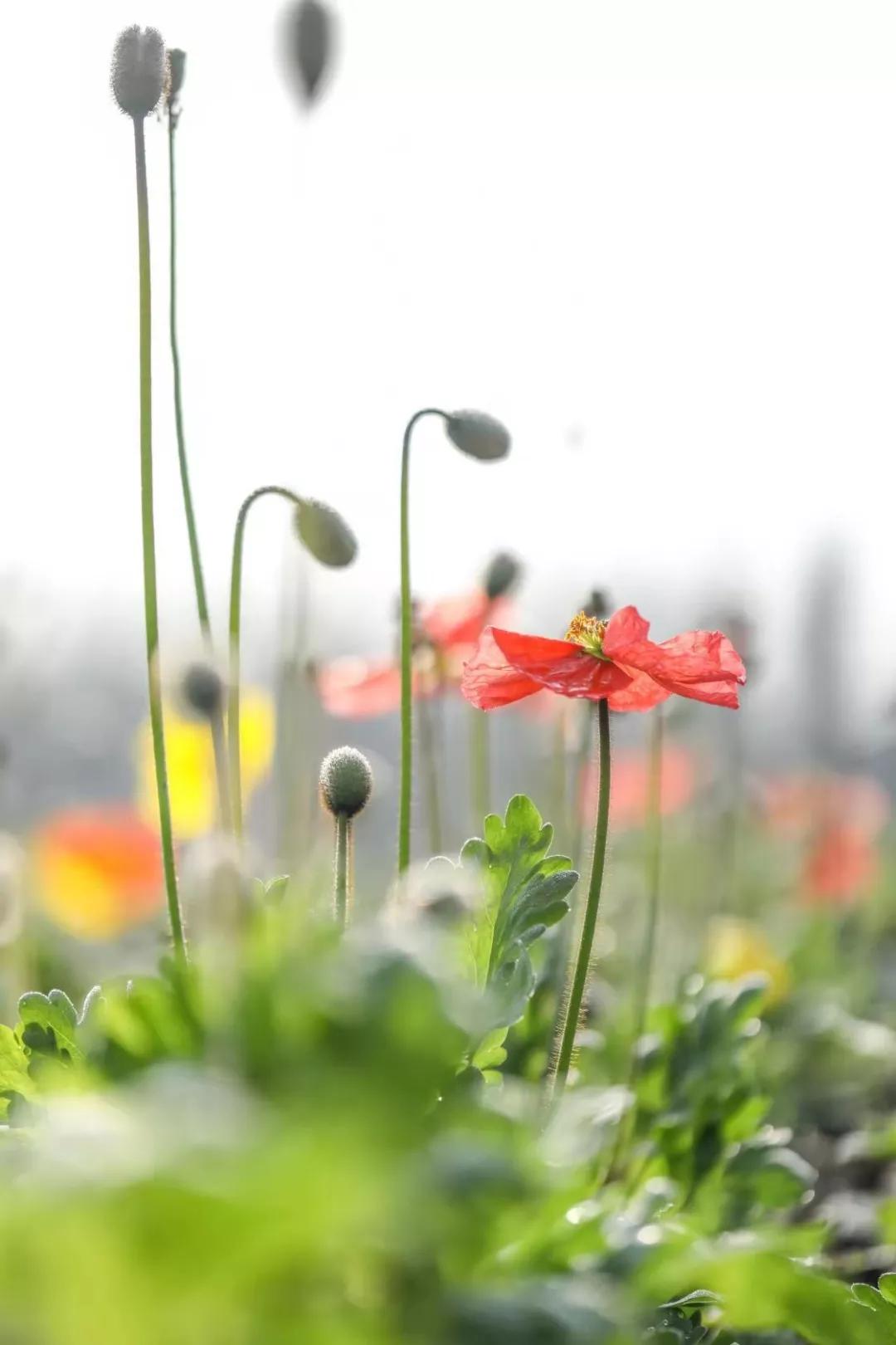 建一座完全不打药的生态花园,所有生命在这里和谐共处,值得收藏