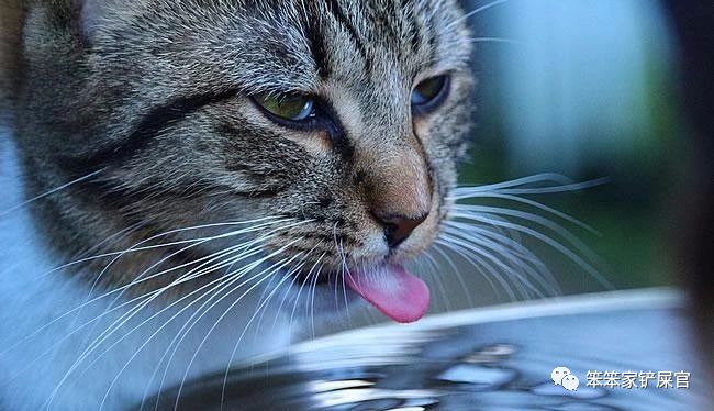 猫咪得尿结石,猫咪如果有尿结石怎么治疗