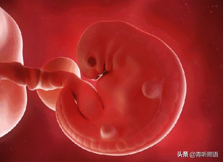 产检时间有什么讲究？医生从胚胎1周到40周成长史来解释原因。