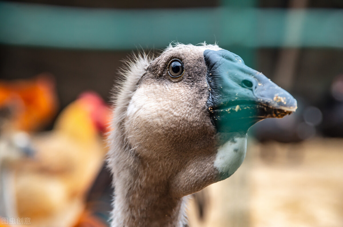 赔59万,咬成残疾,被称家禽界流氓!村霸大鹅,为何见谁都硬刚?