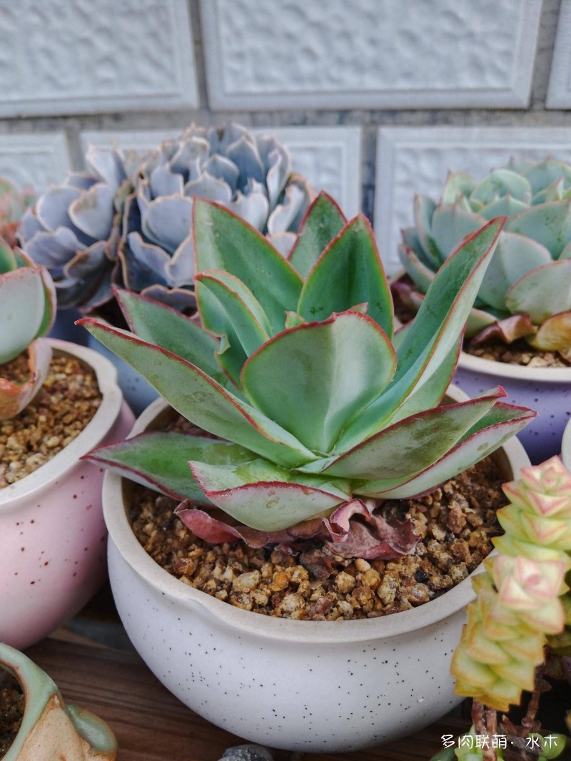 才两个月，多肉的颜值就被夏天偷走了