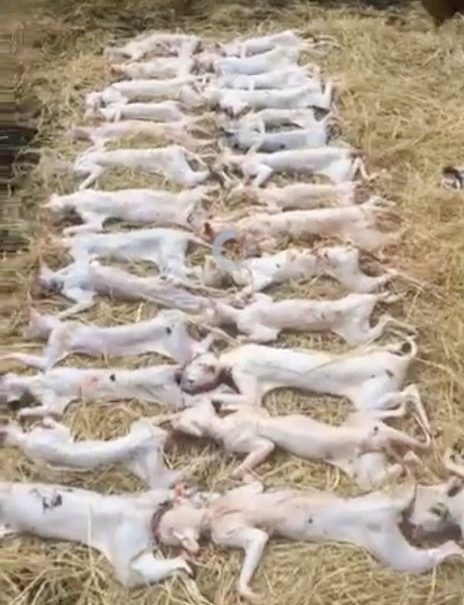 越南人将黑猫熬成糊，当作新冠肺炎解药，网上销售火爆小孩都在喝