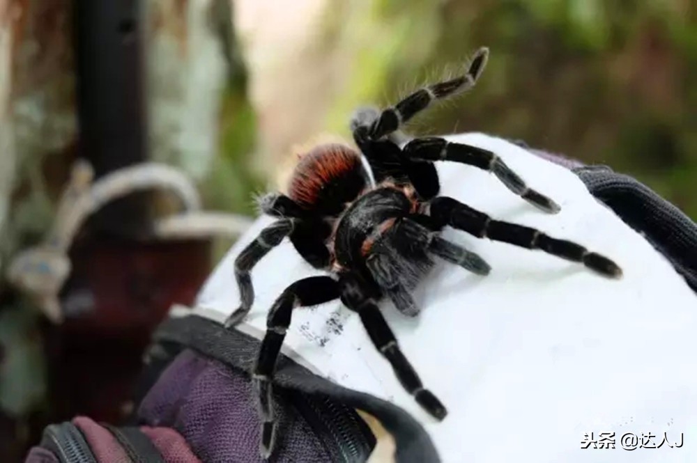 小天绝地求生,小天蜘蛛