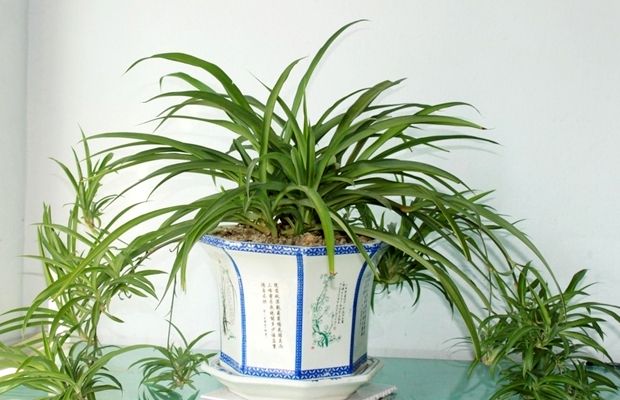 吊兰叶子发黄焦枯怎么办,吊兰叶子黄了怎么办