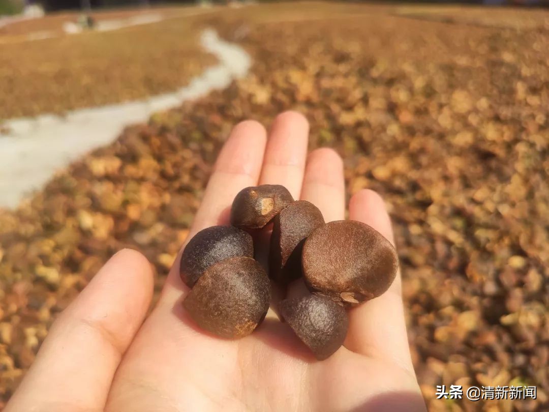 桃源近4000亩油茶果收成采摘啦，茶籽油一斤卖80元