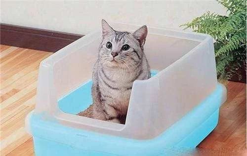 三个月的幼猫拉屎带血是怎么回事,猫拉屎带血要怎么才能解决