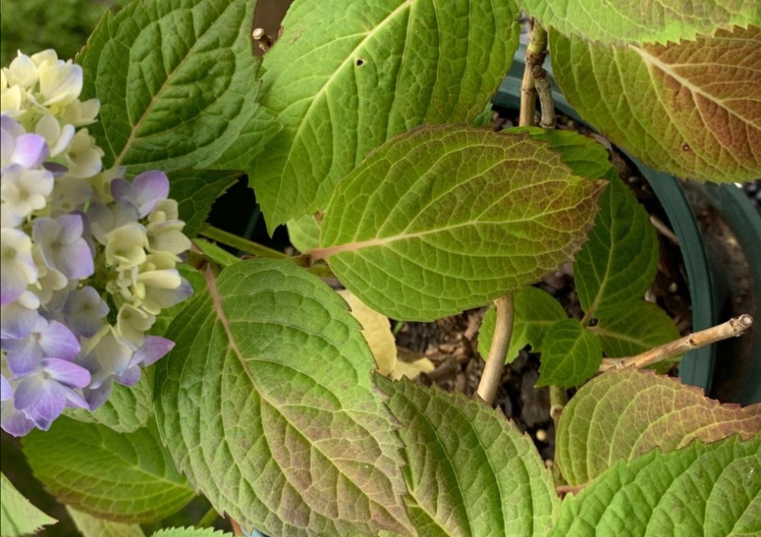 刚买的绣球无尽夏叶片发黄怎么办,绣球花苗叶子发黄枯萎是什么原因