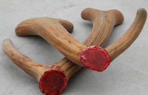 采割鹿茸时鹿会感到疼痛吗,梅花鹿不麻醉割鹿茸痛吗