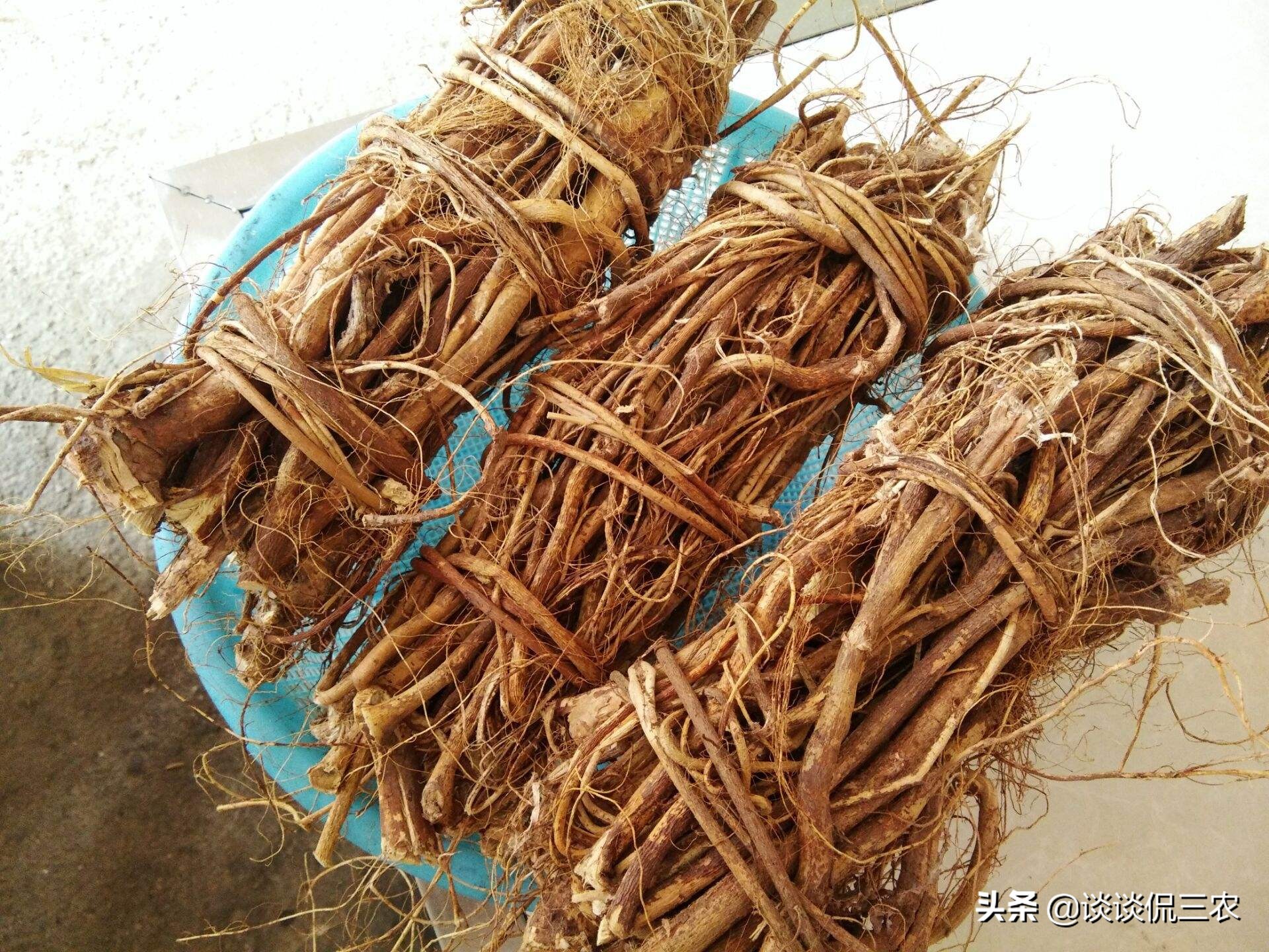 五爪龙煲汤可搭配哪些祛风湿,五爪龙汤方子图片