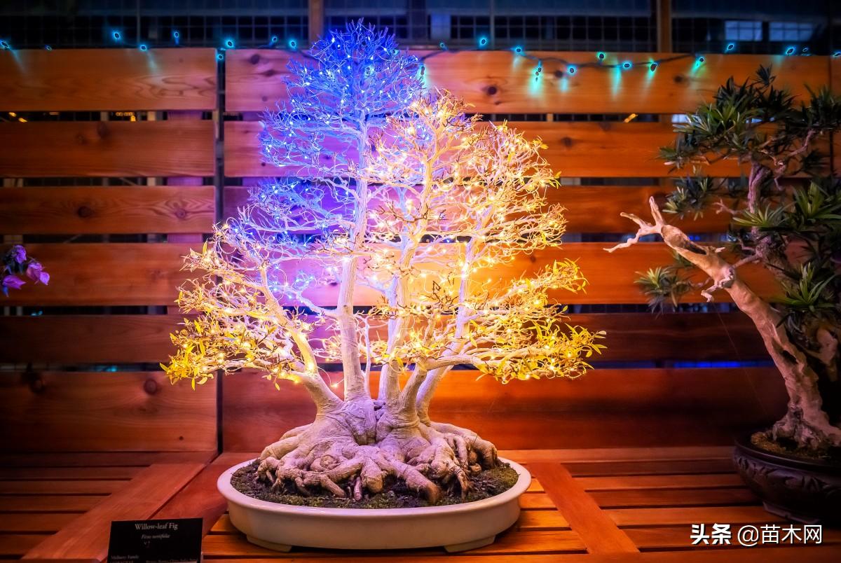 盆景苗木种植前景,花卉盆景苗木市场