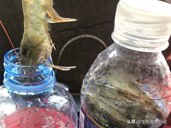 新鲜虾怎么保存几个月都不会坏,正箱鲜虾保存应放冷藏还是冷冻